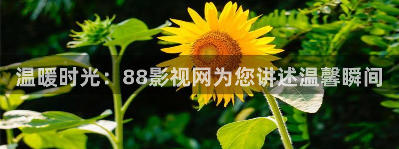 高清4k影院在线